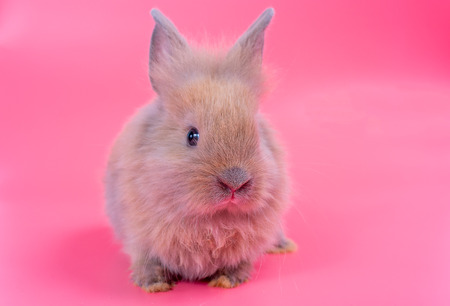 Small light brown cute bunny rabbit on pink backgroundの写真素材