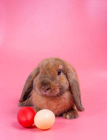 Brown bunny rabbit stay behind  easter eggs with pink background and copy spaceの写真素材