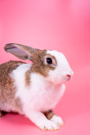 Brown and white bunny rabbit with long ears stands in front of pink backgroundの写真素材