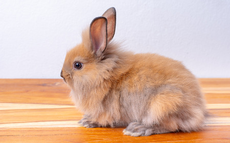 Cute little brown bunny or rabbit stay on wood table with white backgroundの写真素材