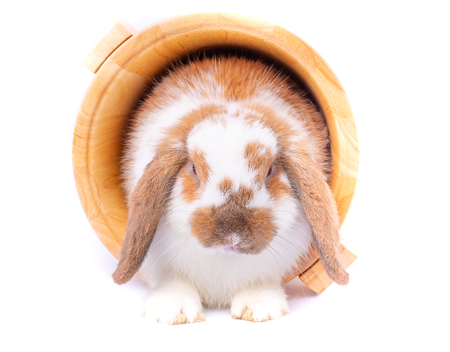 Isolated white and brown bunny rabbit stay inside wood bucket on white backgroundの写真素材