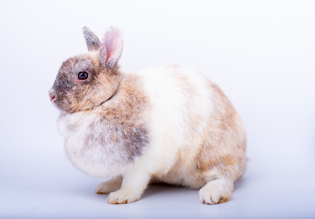 Pan color bunny rabbit with short ears and look fat on white backgroundの写真素材