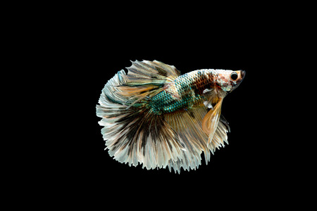 Colorful with main color of green, black and yellow betta fish, Siamese fighting fish was isolated on black backgroundの写真素材