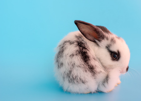 Little adorable black and white bunny rabbit with different action on blue backgroundの写真素材