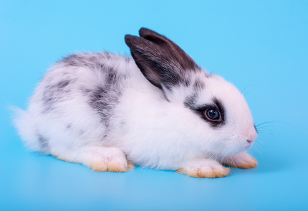 Little adorable black and white bunny rabbit with different action on blue backgroundの写真素材