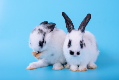 Couple of little black and white bunny rabbit with different actions on blue backgroundの写真素材