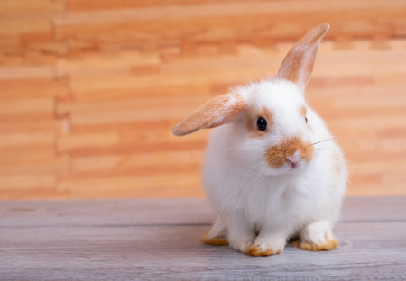 Little adorable bunny rabbit stay on gray table with brown wood pattern as backgroundの写真素材