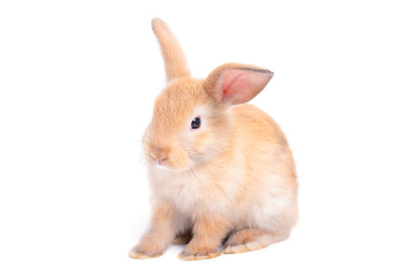 Isolated little brown adorable rabbit bunny on white background with some actionsの写真素材