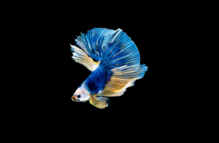 Colorful with main color of blue betta fish, Siamese fighting fish was isolated on black background. Fish also action of turn head in different direction during swimの写真素材