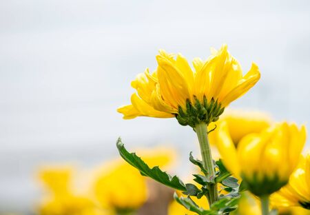 One type of Yellow chrysanthemum flowers or Thai name call Appa Lueang and also show part of leaves with stalk on white and gray backgroundの写真素材