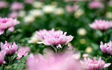 One type of light pink chrysanthemum flowers and also show part of leaves with stalk on green backgroundの写真素材