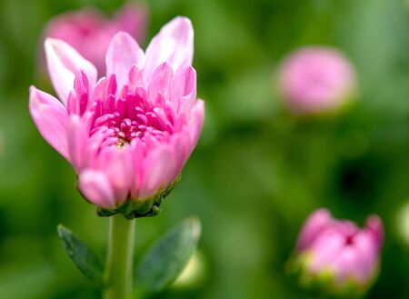 One type of pink chrysanthemum flowers or Thai name call Mam Chompoo and also show part of leaves with stalk on green backgroundの写真素材