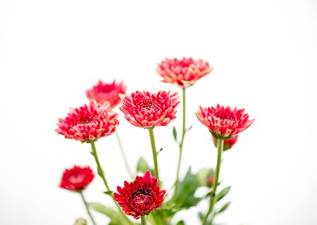 One type of red orange chrysanthemum flowers on white and gray backgroundの写真素材