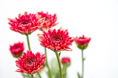 One type of red orange chrysanthemum flowers on white and gray backgroundの写真素材