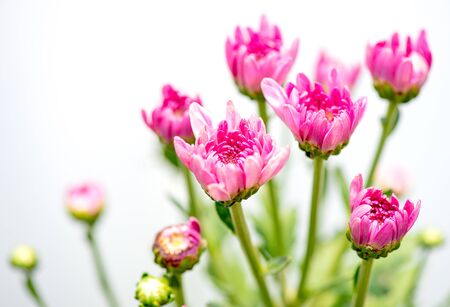One type of pink chrysanthemum flowers or Thai name is Mam Chompoo on white and gray backgroundの写真素材