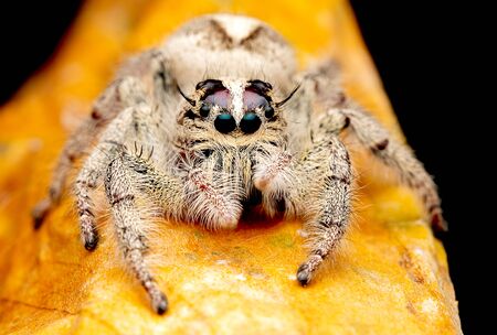 Wild female jumping spider with white and cream color look forward and stay on brown dry leaf and dark background.の写真素材