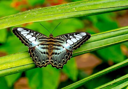 Close up view of multicolored butterfly with green black brown black and white pattern stay on leaf of plant in the forest of national park in Thailand.の写真素材