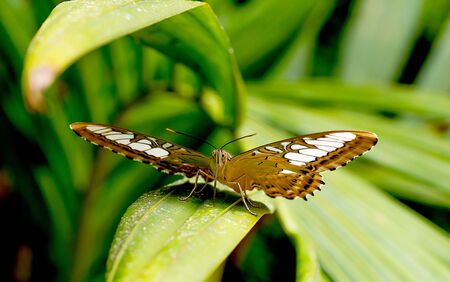 Close up view of dark brown butterfly with white color pattern stay on green leaf in the forest of national park in Thailand.の写真素材