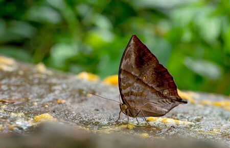 Close up view of brown butterfly stay and eat some fruits on the rock near the forest in the national park of Thailand.の写真素材