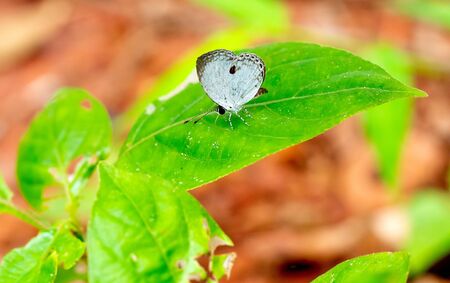 One of small white pattern butterfly stay on green leaf of plant in the forest of national park in Thailand.の写真素材