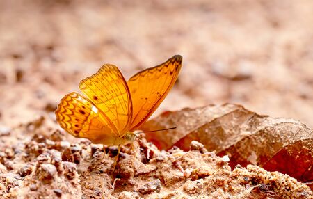 Close up view of brown butterfly stay on salt marsh and take mineral from the soil during day time with sun light near the forest.の写真素材