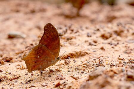 Close up view of brown butterfly stay on salt marsh and take mineral from the soil during day time with sun light near the forest.の写真素材