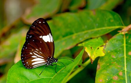 Close up view of dark brown butterfly with white color pattern stay on green leaf in the forest of national park in Thailand.の写真素材