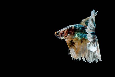 Colorful with main color of green, black and yellow betta fish, Siamese fighting fish was isolated on black background.の写真素材