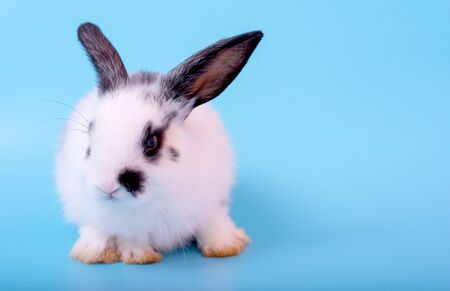 Small cute adorable and fluffy bunny rabbit with black and white pattern stay on blue backgroundの写真素材