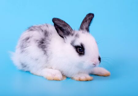 Small cute adorable and fluffy bunny rabbit with black and white pattern stay on blue backgroundの写真素材