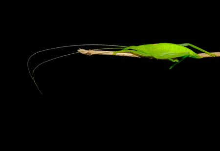 Green grasshopper with long tentacle stay on small tree branch with dark background.