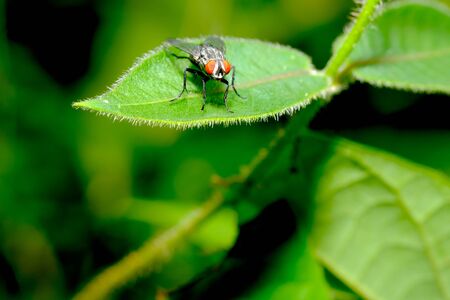 Small red eye fly stay on green leaf and look forward with green and dark background in the forest.