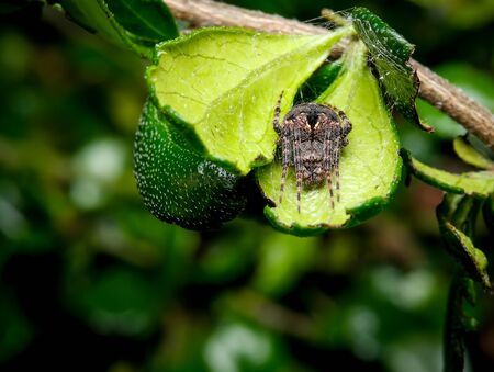 Black spider stay on leaves and web among leaf to trap some victim insects.