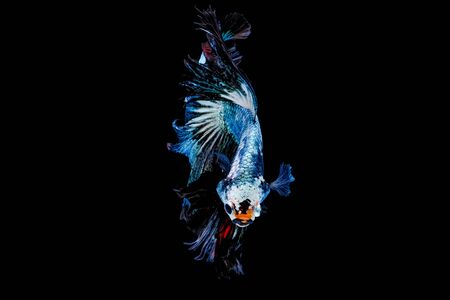 Colorful with main color of metal green and white betta fish, Siamese fighting fish was isolated on black background. Fish also action of turn head in different direction during swim.の写真素材