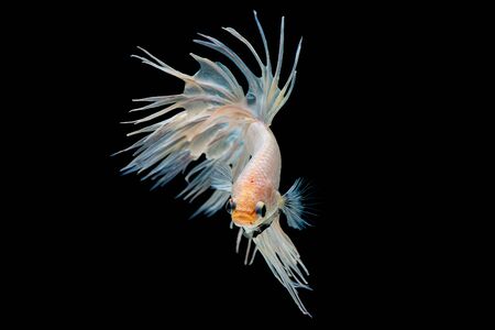 White betta splendens (Crown Tail) fish, Siamese fighting fish with light yellow color was isolated...