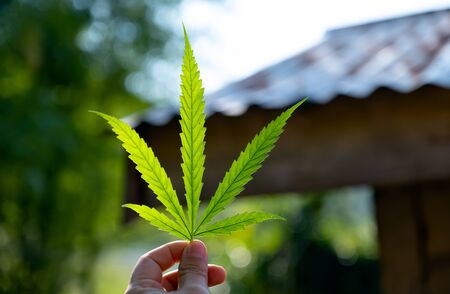 One hand is holding marijuana leaf with reflection of sun light.の写真素材