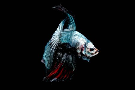 Colorful with main color of metal green and white betta fish, Siamese fighting fish was isolated on black background.の写真素材