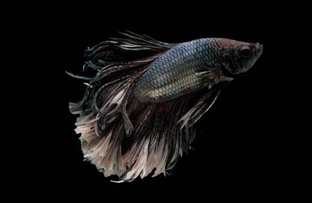 Colorful with main color of metal white and black betta fish, Siamese fighting fish was isolated on black background. Fish also action of turn head in different direction during swim.の写真素材