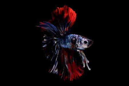 Colorful with main color of blue and red betta fish, Siamese fighting fish was isolated on black background. Fish also action of turn head in different direction during swim.の写真素材