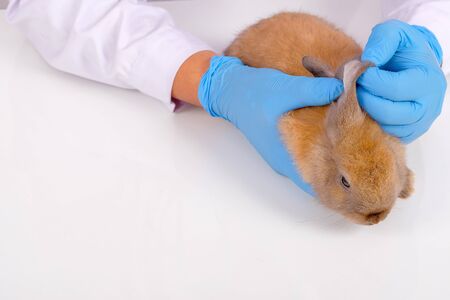 Veterinary hands with blue glove check or analysis little brown rabbit ear and put it on white table.の写真素材