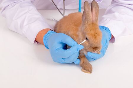 Veterinary with blue gloves use cotton bud to check and touch near rabbit eye for examination.の写真素材