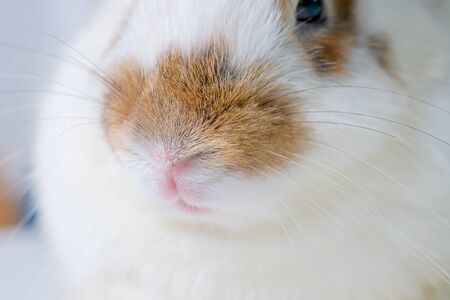 Close up nose of brown and white bunny rabbit and it look calm and relax.の写真素材