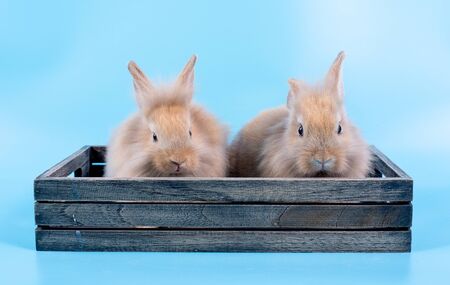 Two little brown rabbits stay on wooden box with blue background and they look forward direction.の写真素材