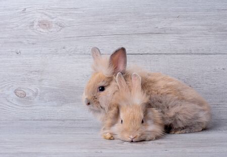 Two adorable little brown bunny rabbit with relaxation action and stay on gray wooden pattern background.の写真素材