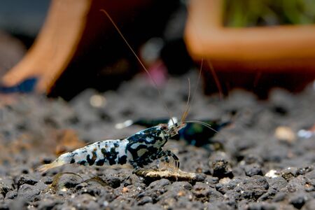Black galaxy pinto shrimp look for food in aquatic soil near decorative with dark background in fresh water aquarium tank.の写真素材