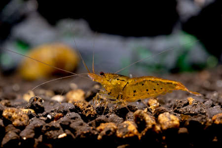 Orange tiger shrimp look for food in aquatic soil. Tangerine Tiger Shrimp, Caridina serrata, is an...