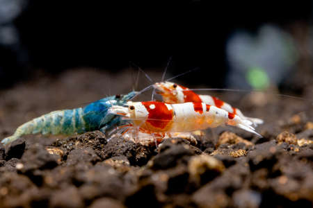 Red bee dwarf shrimp eat food and compete with other shrimp including blue bolt and other red bee...