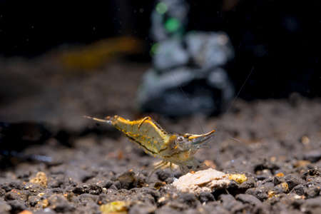 Long nose dwarf shrimp eat food on aquatic soil and stay among other types of shrimp. Concept of...