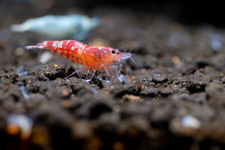 Red fancy tiger dwarf shrimp with light red color stay with other shrimps on aquatic soil with brown background in fresh water aquarium tank.の写真素材
