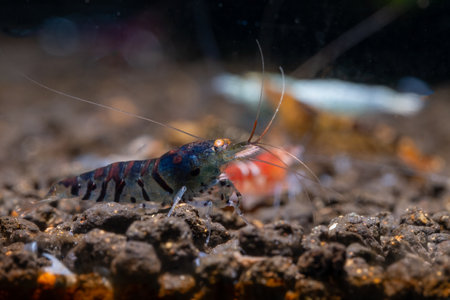 Dark blue tiger golden eye dwarf shrimp look for food on aquatic soil in fresh water aquarium tank and stay with other shrimps.の写真素材
